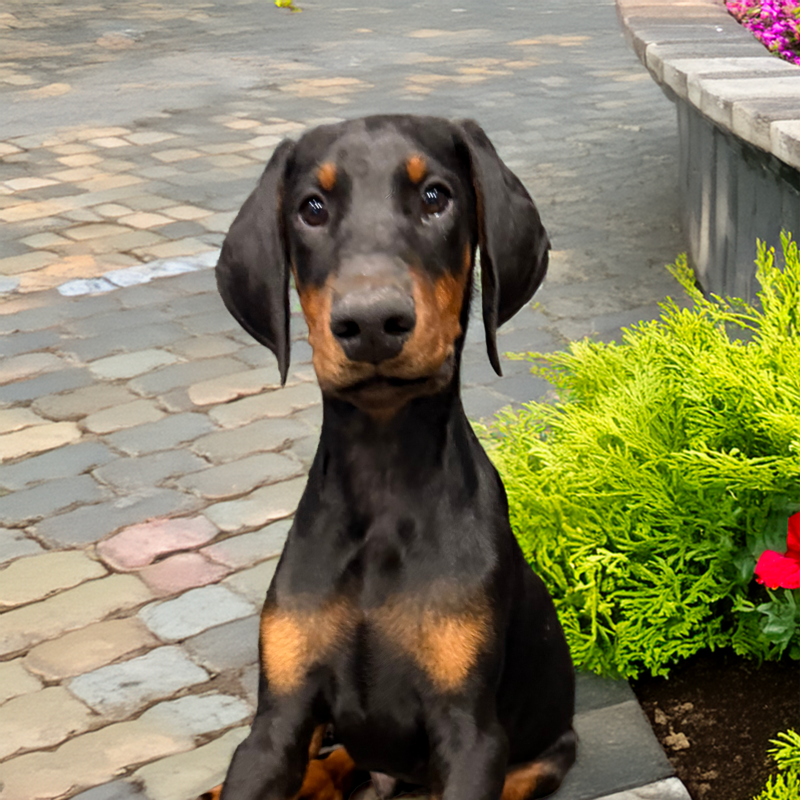 Diego - Natural Ears boy with great looks!